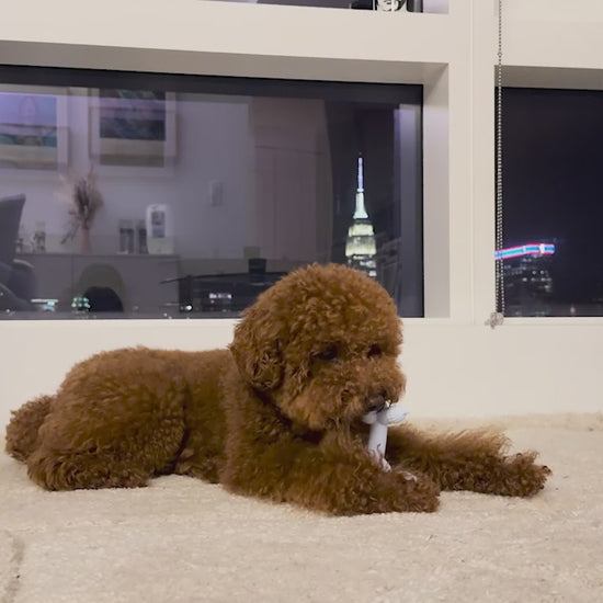 @pinot_toypoo