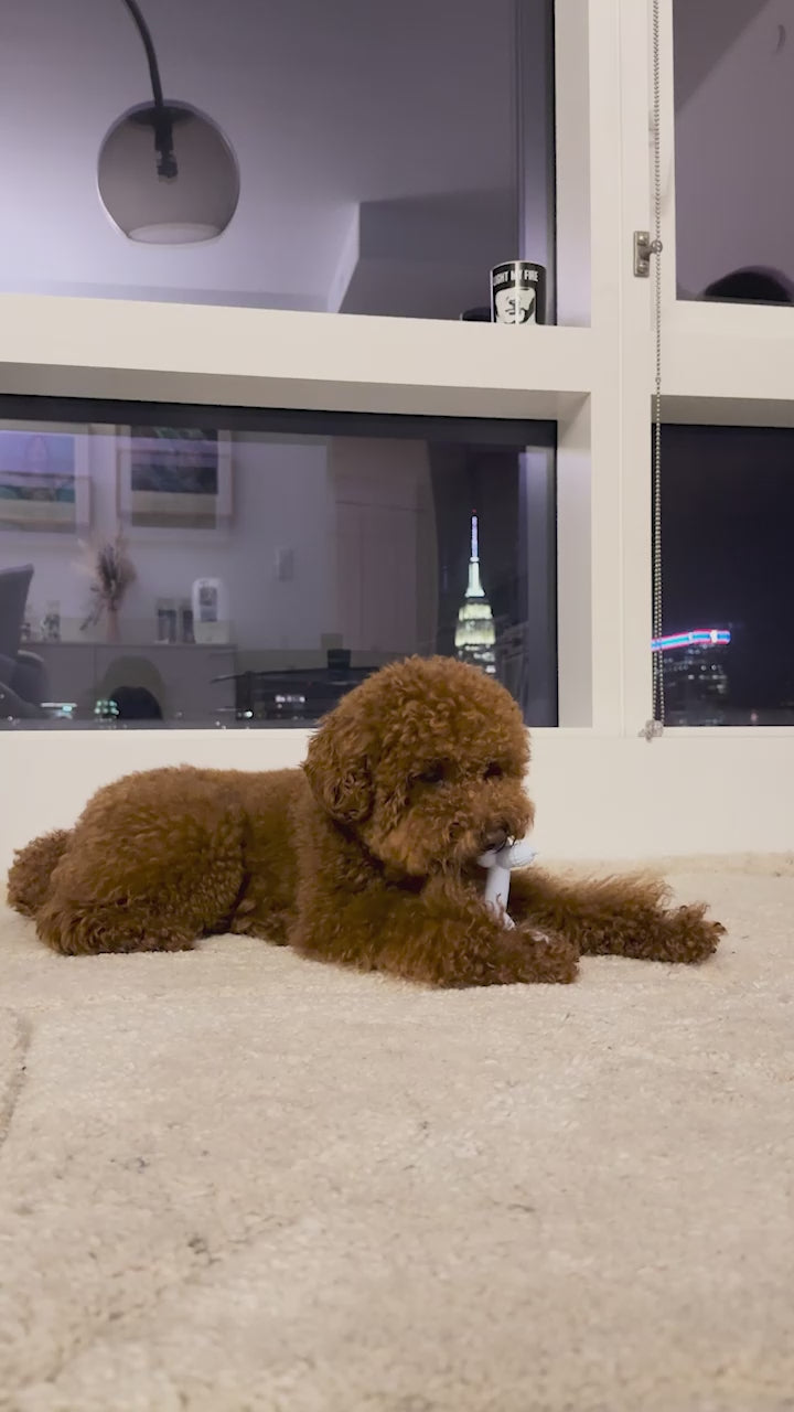 @pinot_toypoo