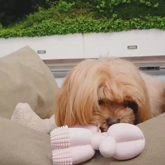 @maltipoo.ara