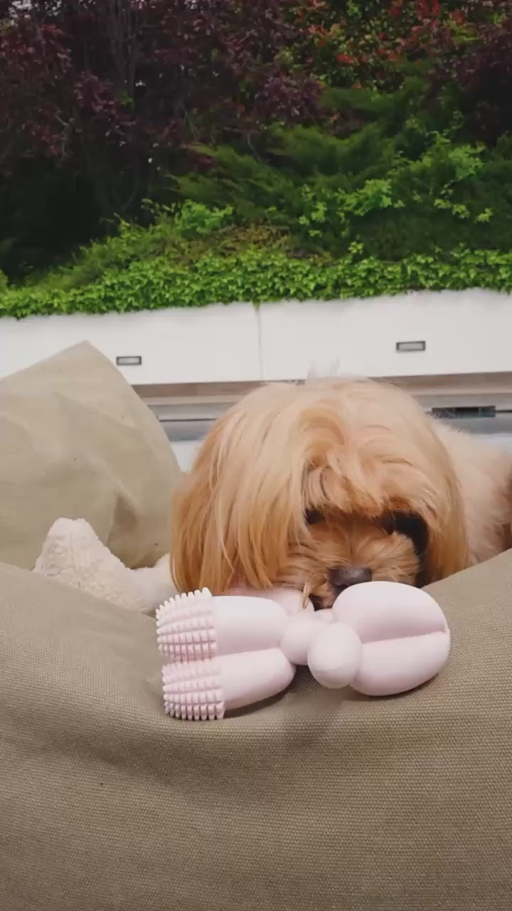 @maltipoo.ara